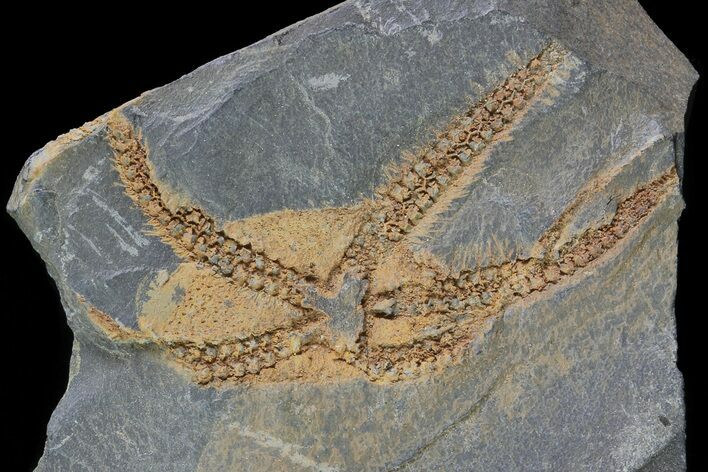 Detailed Ordovician Brittle Star (Ophiura) - Morocco #80245